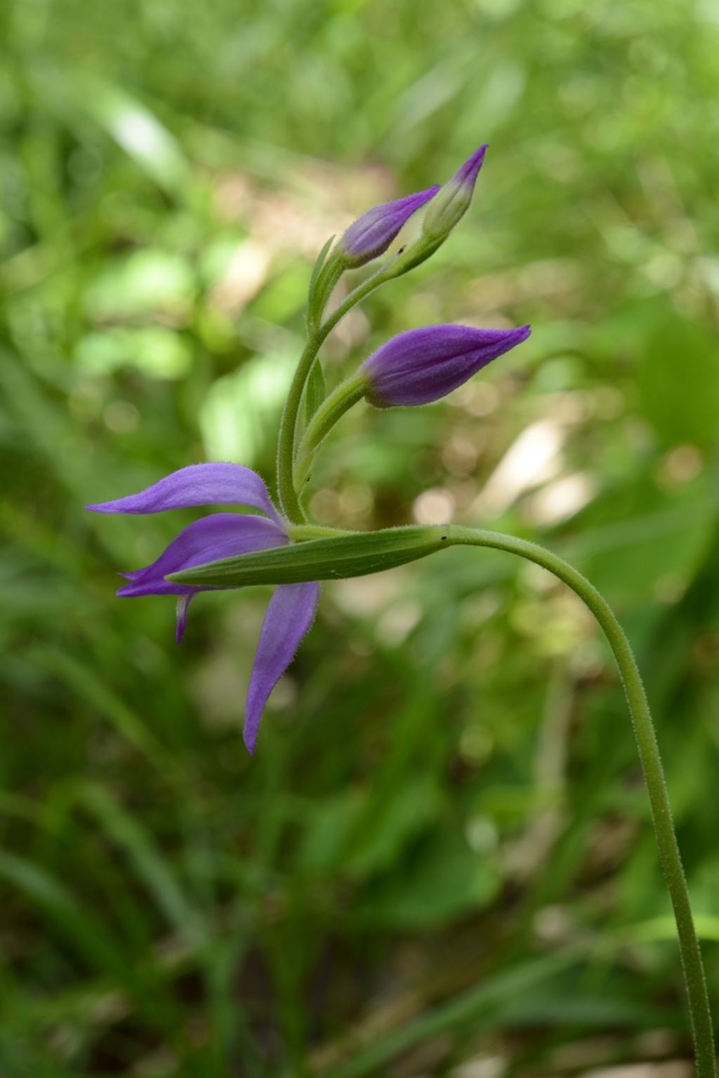 conferma Cephalanthera rubra